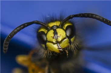 Auf ein Nest von Wespen ist ein Emsbürener auf seinem Dachboden gestoßen. Foto: dpa