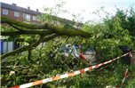 Mehrere Autos hat ein Baum am Strampel in Nordhorn unter sich begraben. Foto: Henrik Hille